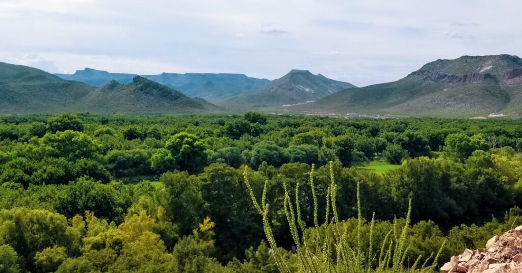 Photo Green oasis